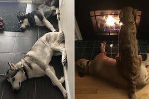 20 Dogs Sitting Weirdly That'll Make You Say, "Wow, Those Dogs Really Do Sit Weird"