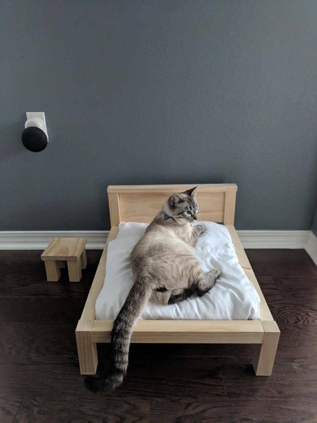 14 Cat Posts From This Week