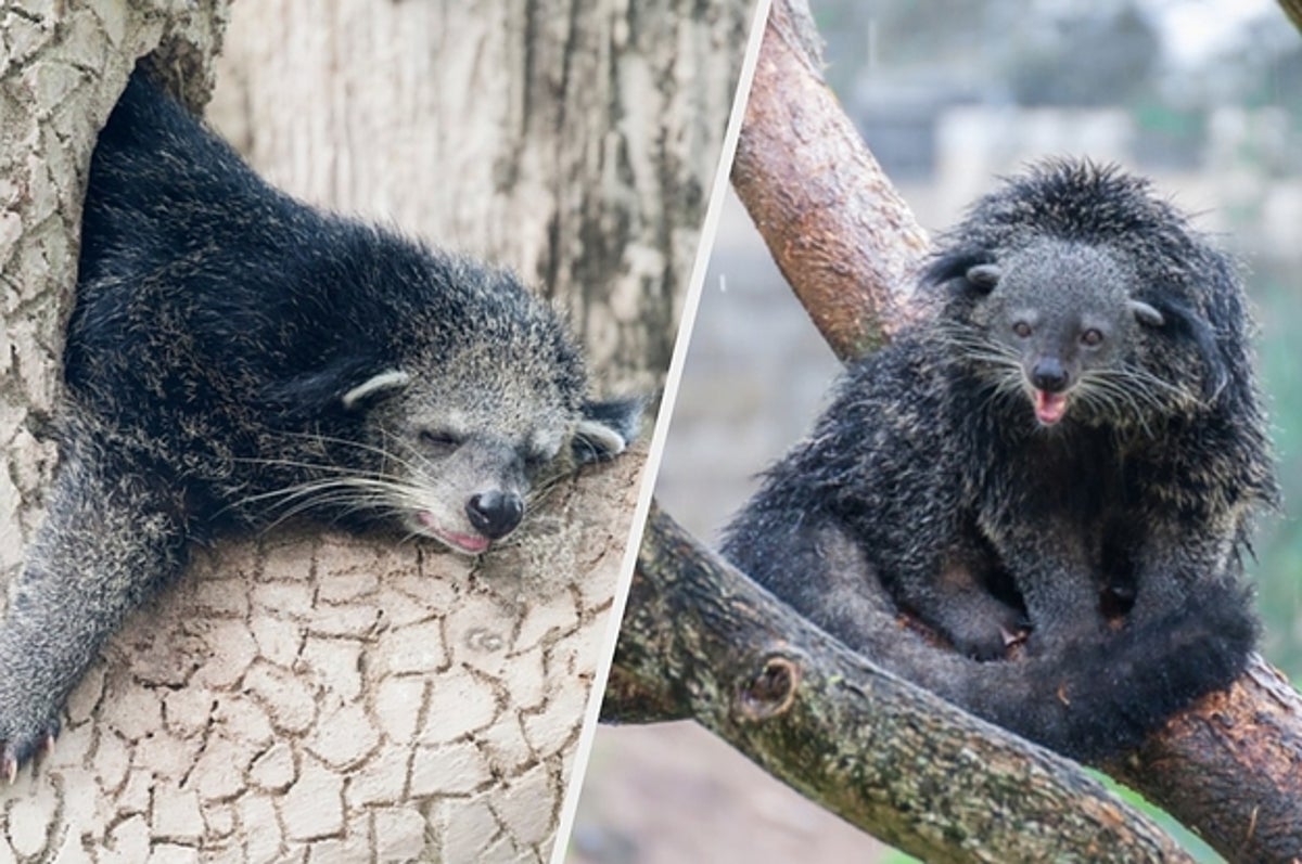 一度見たら忘れられない 衝撃的な珍獣 11選
