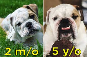 We Wanna See Your Pet's Best Glow-Up Pics