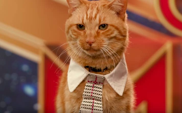 Goose The Cat Getting Ready For The