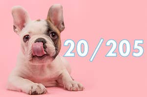 Think You Can Name 20 Dog Breeds In Three Minutes?