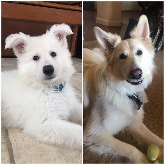 Pet Glow Ups You Need To See