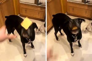 14 Very Goob Dog Posts From This Week That Can Only Be Described As "Very Goob"