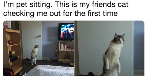 23 Tweets That Prove Cats Are Adorable, But They're Also SO FREAKING WEIRD