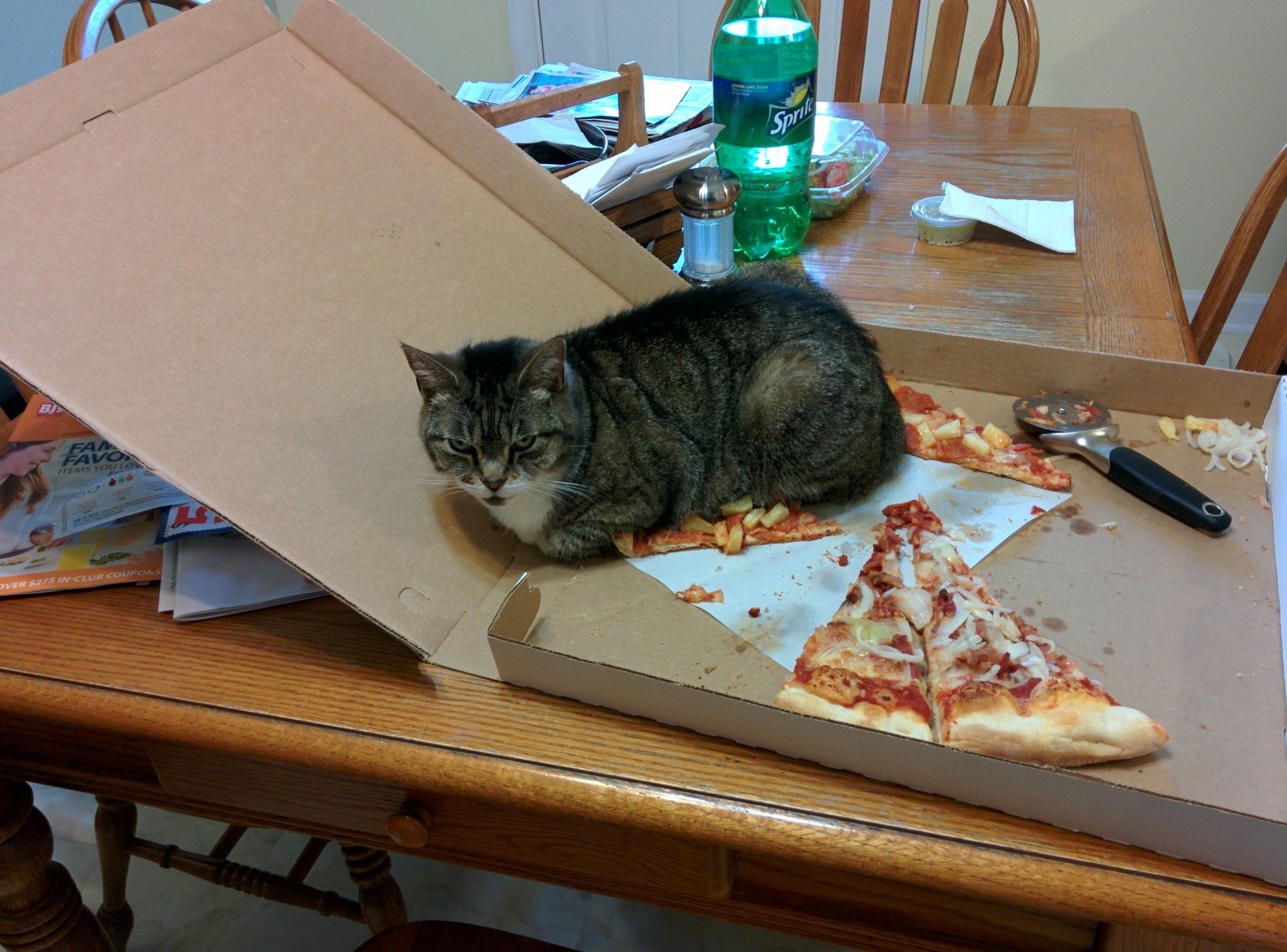 19 Photos Of Cats Living Life Fully On Their Terms Only