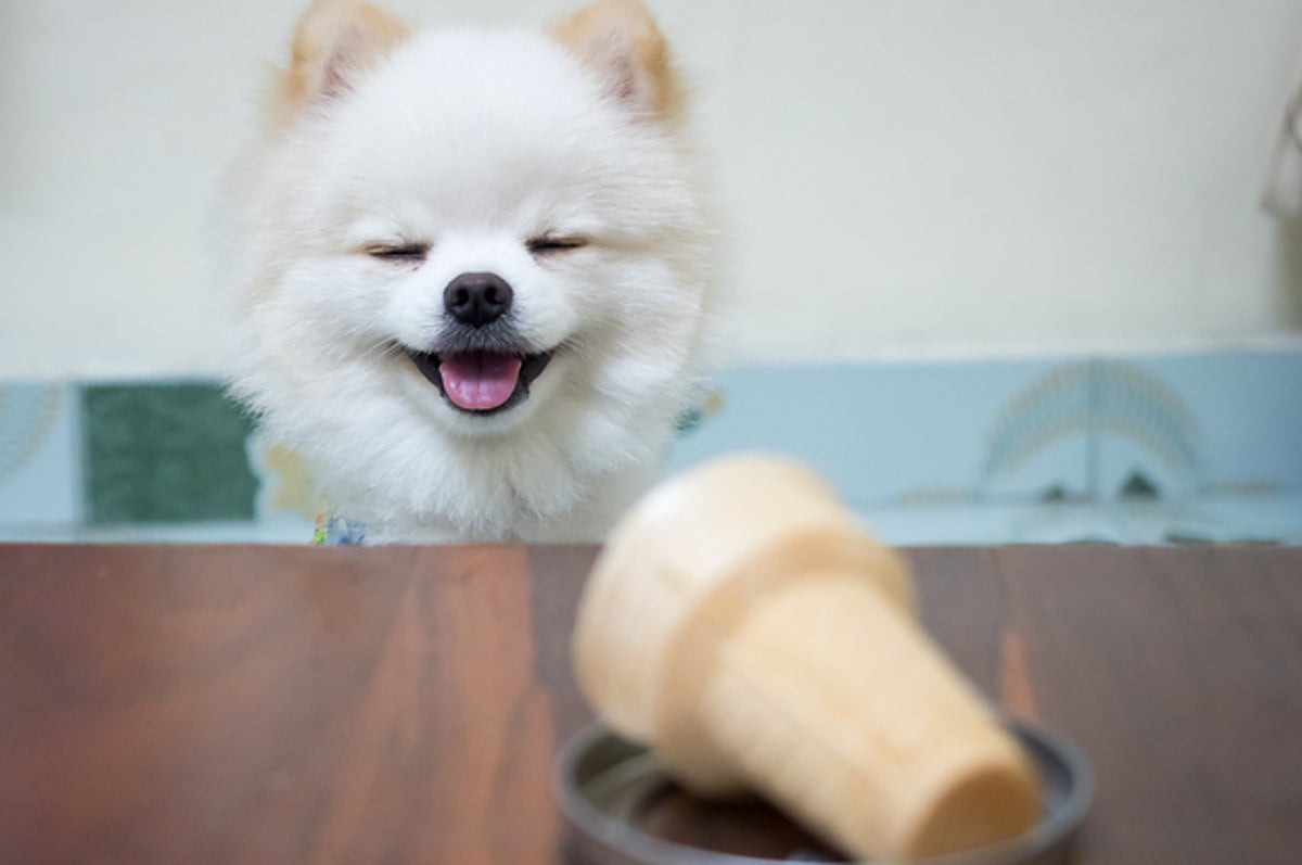 悲報 食べ物と合体したポメラニアンが可愛すぎて仕事にならない