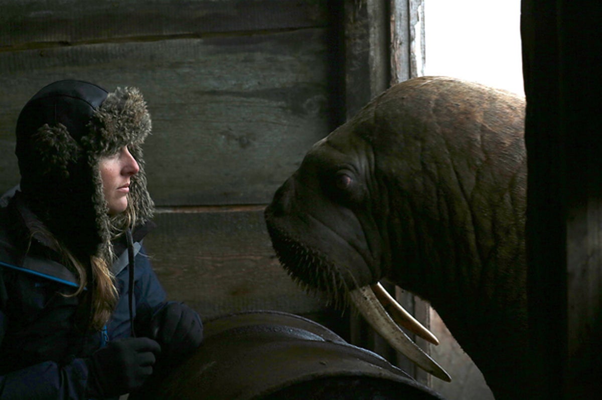 Netflix's Our Planet: The Disturbing Walrus Scene - The Atlantic