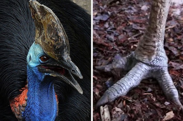 A Florida Man Was Attacked And Killed By A Bird Often Referred To As A 