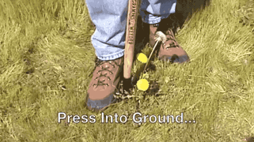 Person using a dandelion remover tool to extract weed from soil. Text: 