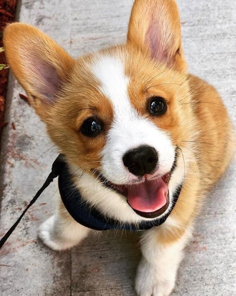 23 Great Dogs To Cheer You Up