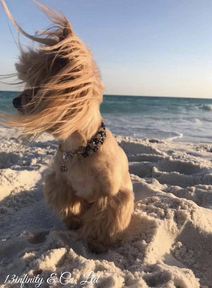 ここの犬たち セクシーすぎるんだけどwww ここの犬たち セクシーすぎるんだけどwww