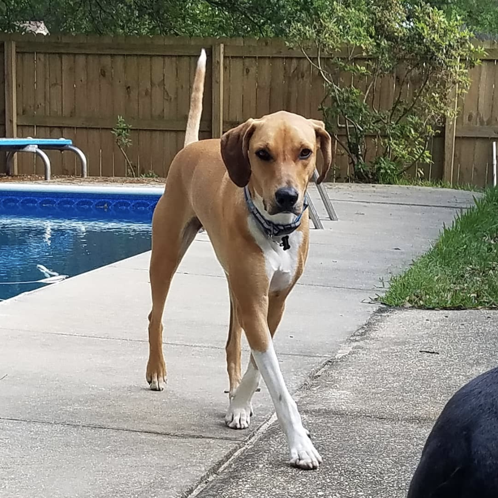 17 Sexy Dogs On Instagram That Will Make You Howl