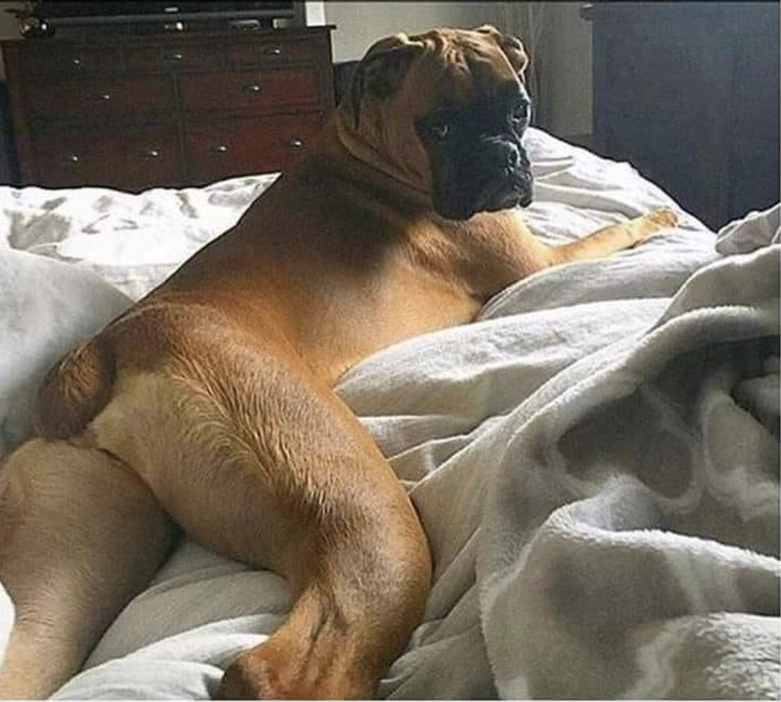 17 Sexy Dogs On Instagram That Will 