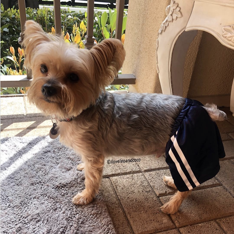 17 Sexy Dogs On Instagram That Will Make You Howl