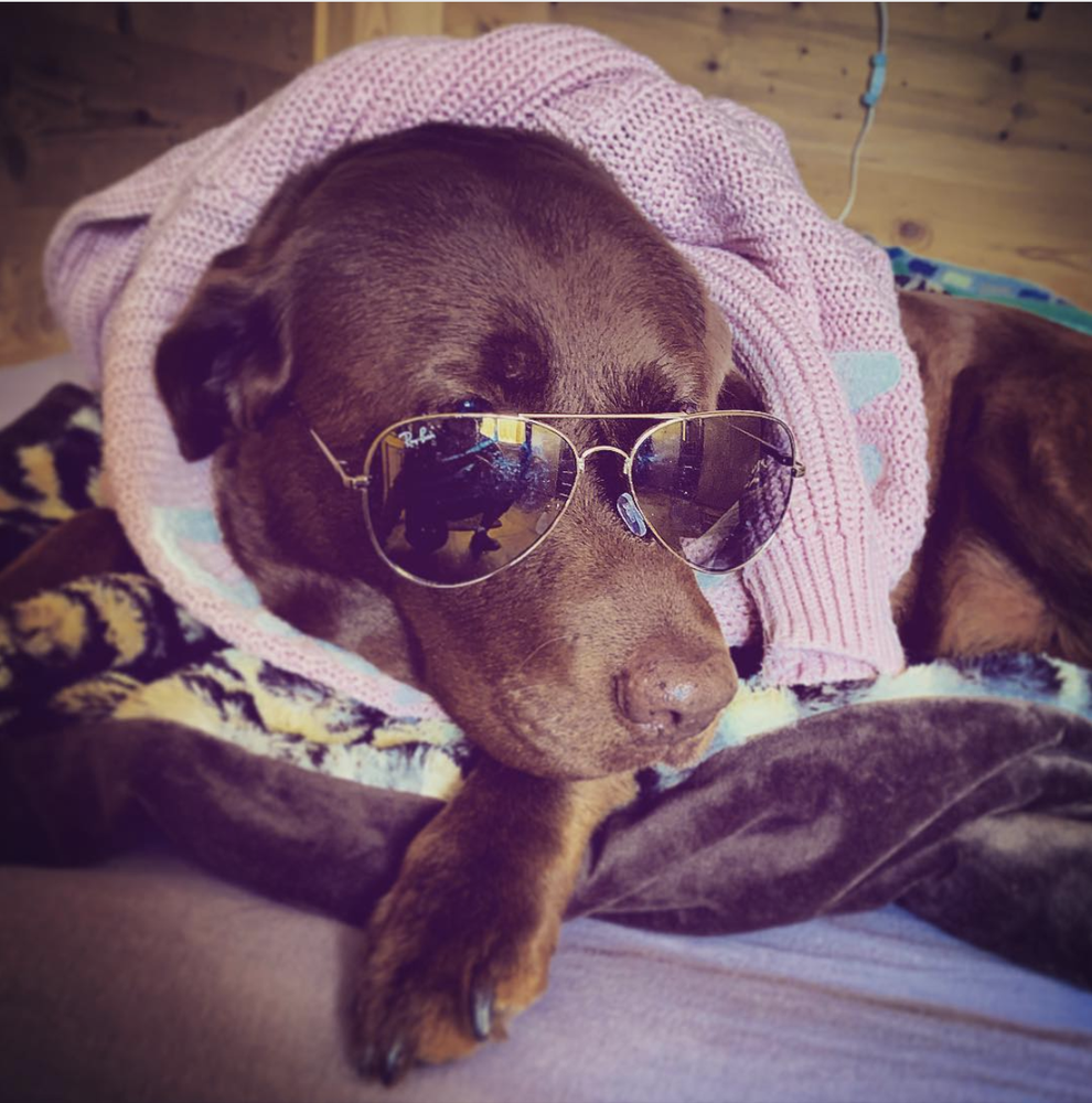 17 Sexy Dogs On Instagram That Will Make You Howl