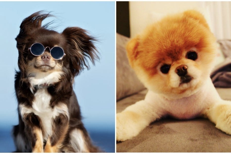 There's A "Sexy Dog" Hashtag On Instagram And These Are The Hottest Hounds
