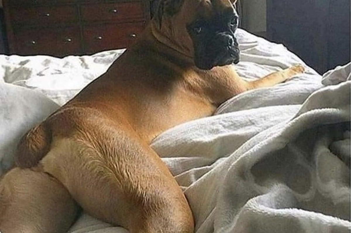 17 Sexy Dogs On Instagram That Will Make You Howl