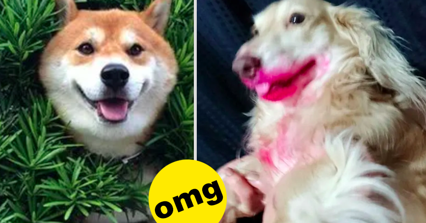 What's The Funniest Picture You've Ever Taken Of Your Pet?
