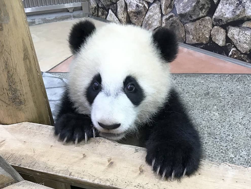 ちょっと待って この赤ちゃんパンダにキュンキュンしちゃうんだけど ちょっと待って この赤ちゃんパンダにキュンキュンしちゃうんだけど