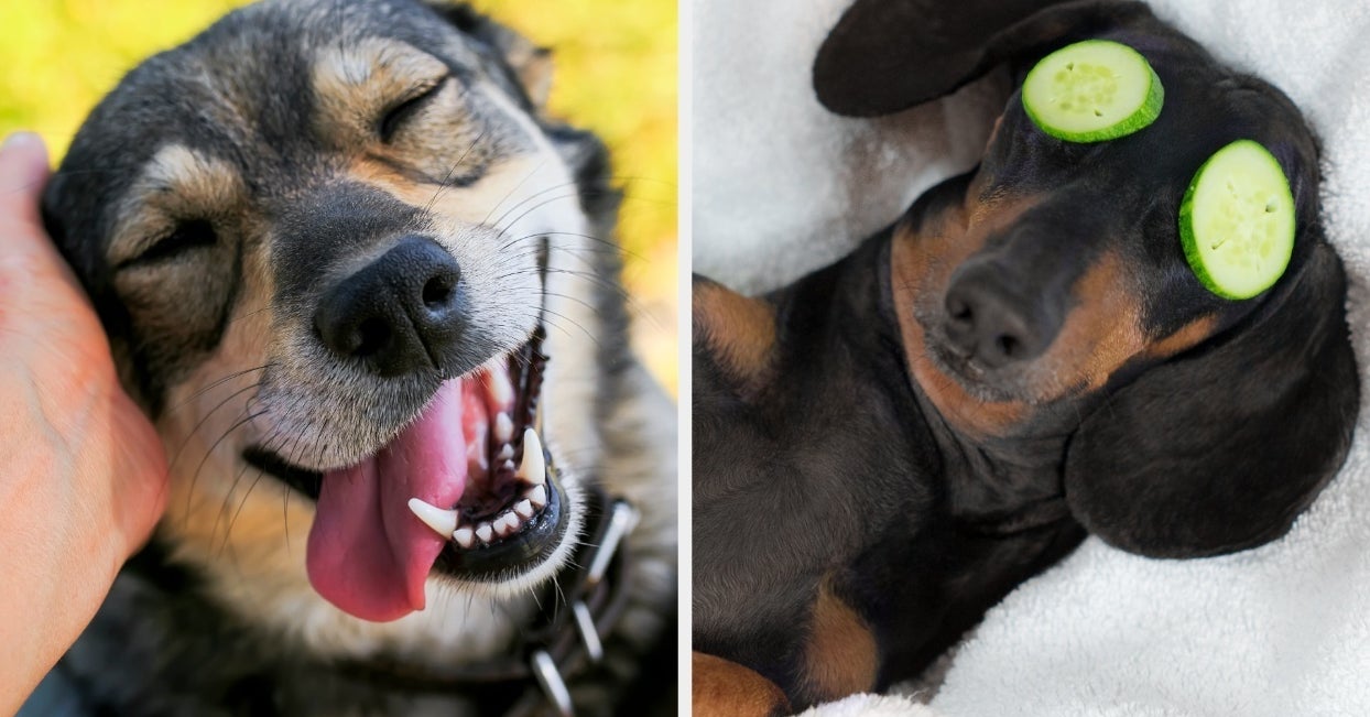 23 Great Dogs To Cheer You Up