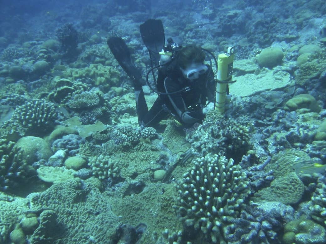 Kim Cobb working in the Kiritimati coral reefs in 2014.