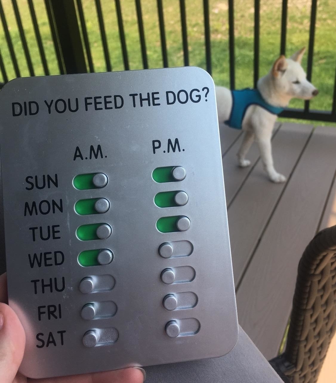 reviewer holding feeding device tracker that says &quot;did you feed the dog?&quot; with a.m. and p.m. switches for every day of the week