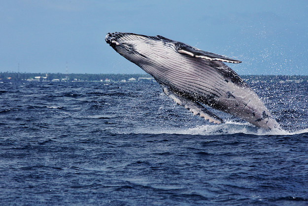 Which Animal Am I? Take This Quiz To Find Out Which Animal Am I? Take This Quiz To Find Out
