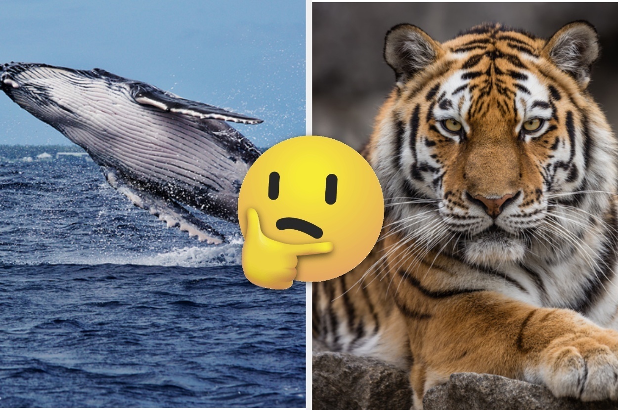 Which Animal Am I? Take This Quiz To Find Out