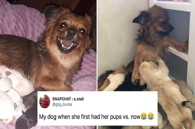 109 Dog Tweets To Mindlessly Scroll Through While Youâ€™re Bored At Work