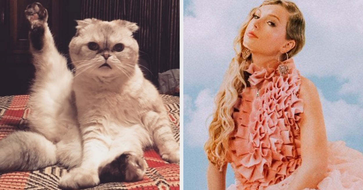 Quiz Which Taylor Swift Cat Are You