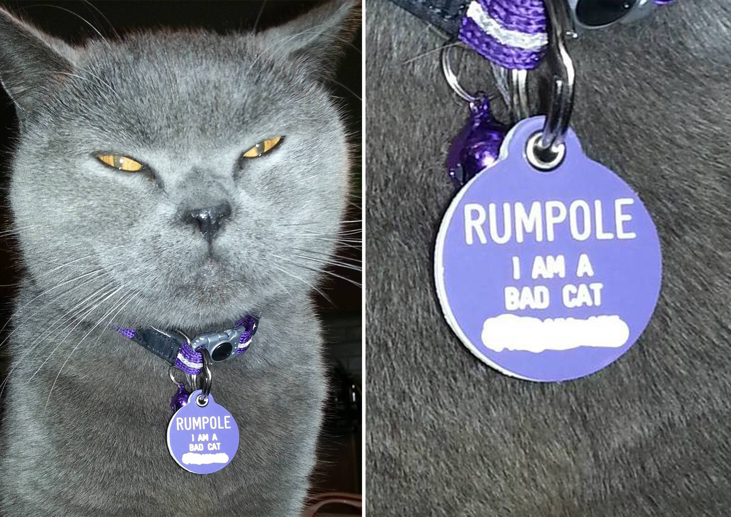 19 Pet ID Tags That Are Hilarious Yet Valid Forms Of Identification