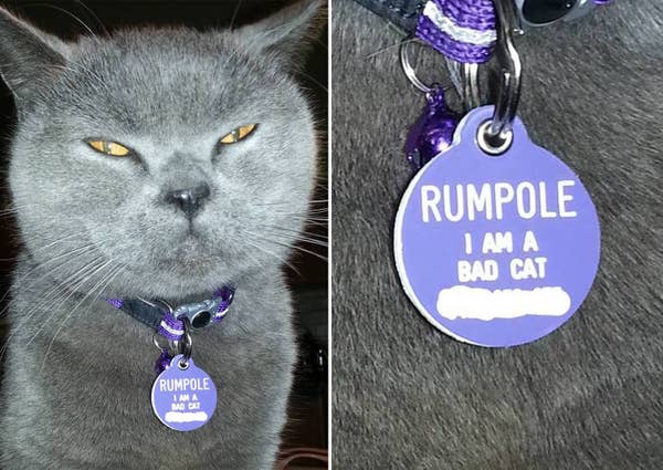 19 Pet Id Tags That Are Hilarious Yet Valid Forms Of Identification