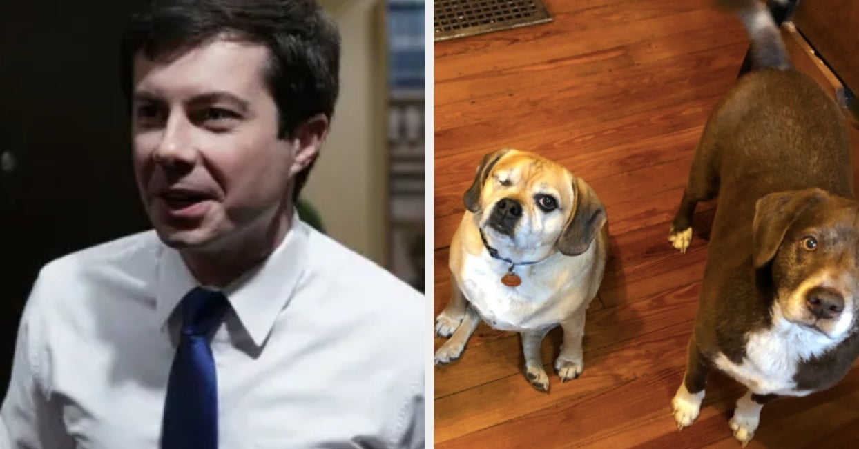 Pete Buttigieg: Which One Of His Dogs Are You?