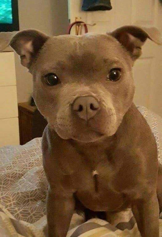 pitbull as a pet