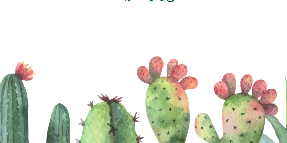 Quiz What Kind Of Cactus Are You