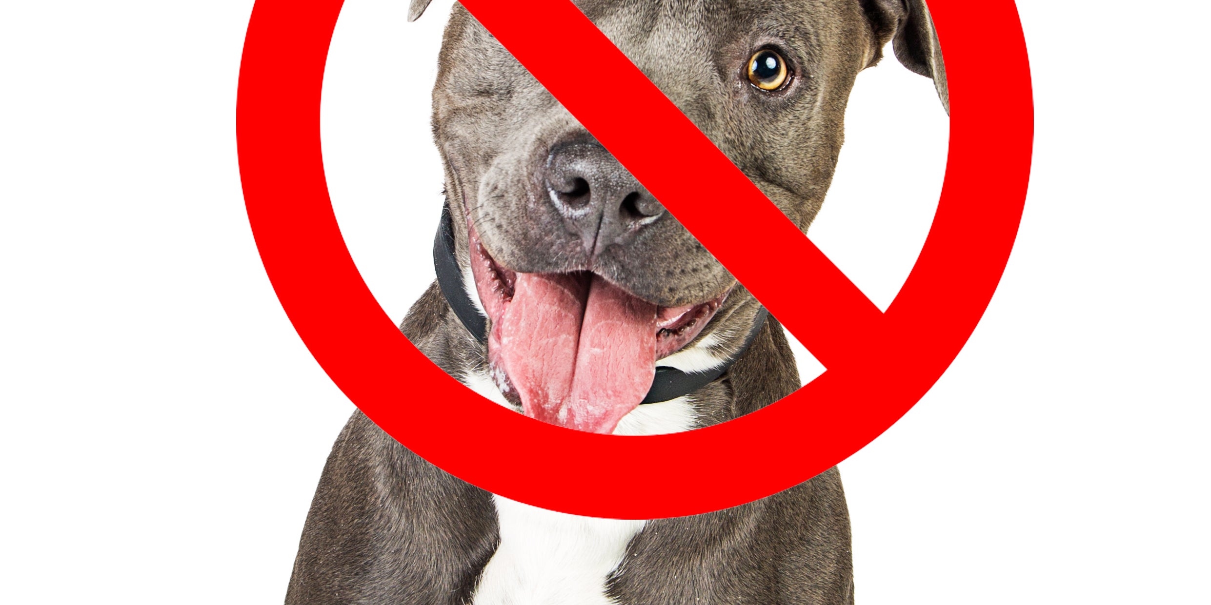 pitbull as a pet