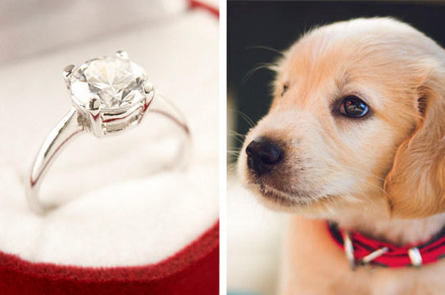 dog with engagement ring