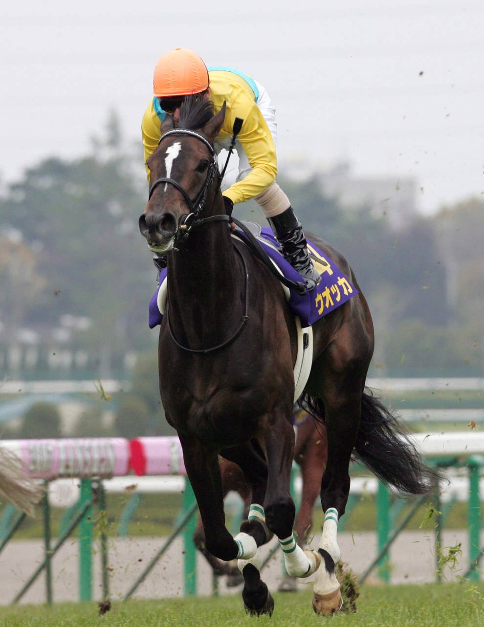 最強の牝馬ウオッカ死す 宿敵ダイワスカーレットとの名勝負をふりかえる 最強の牝馬ウオッカ死す 宿敵ダイワスカーレットとの名勝負をふりかえる