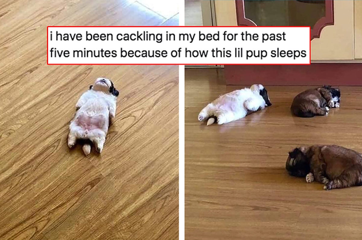 Funny Animal Tweets That Will Put You In The Best Mood