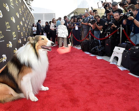 15 Animal Actors Who Stole Hearts On Screen And On The Red Carpet