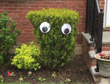 a reviewer's bush with two large googly eyes on it