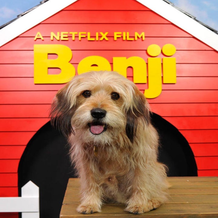 15 Animal Actors Who Stole Hearts On Screen And On The Red Carpet