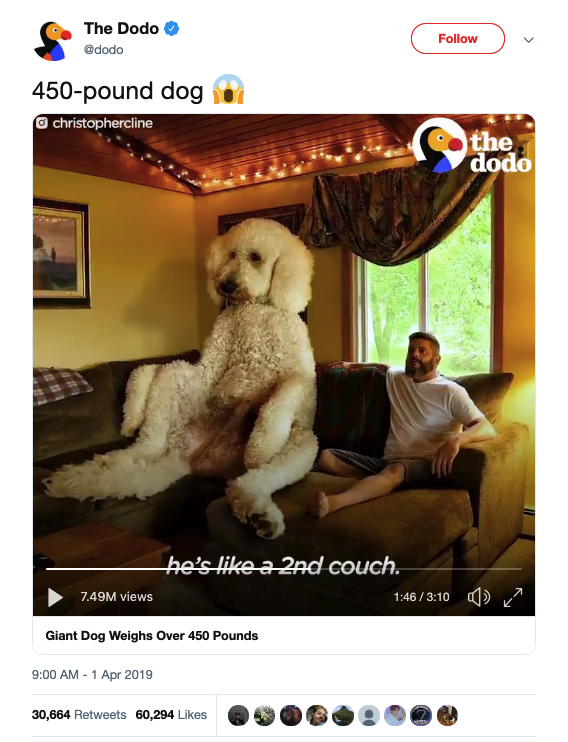 giant dog 450 pounds