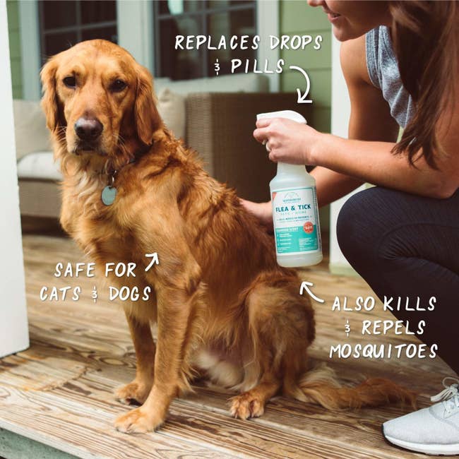 person spraying the product on a calm looking golden retriever dog