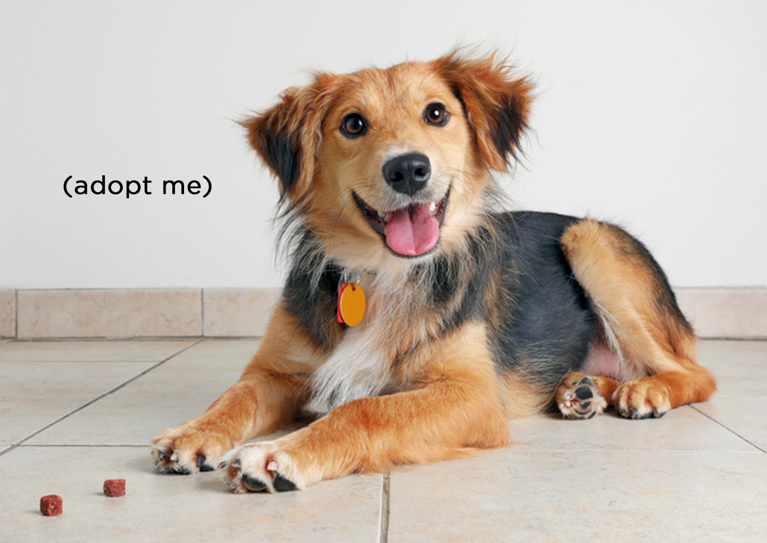 What Adopt Me Pet Are You? Quiz