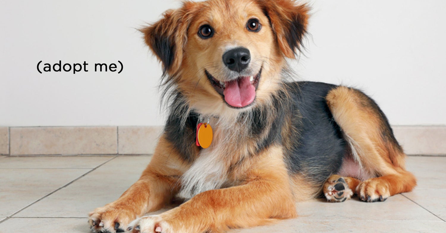 Quiz What Breed Of Dog Should You Adopt Dogs · 8 years ago. quiz what breed of dog should you adopt