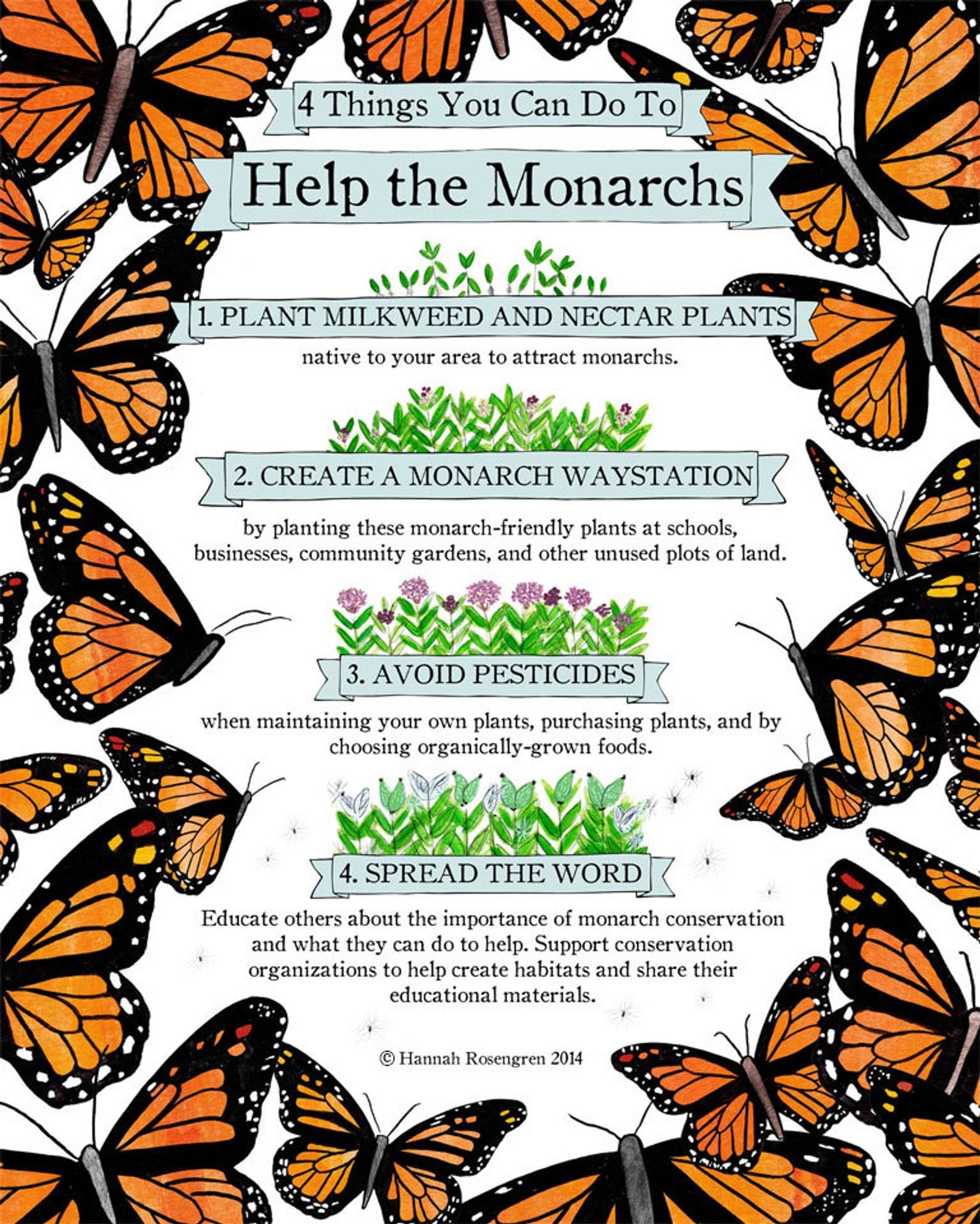 8 Practical Ways To Attract More Butterflies   Sub Buzz 15458 1556720450 1 