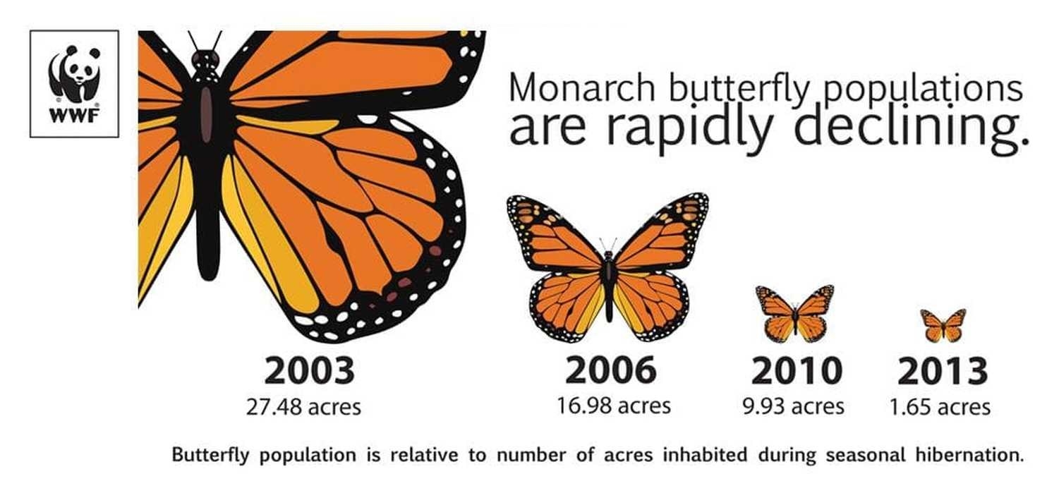 Monarch Butterfly Population Chart