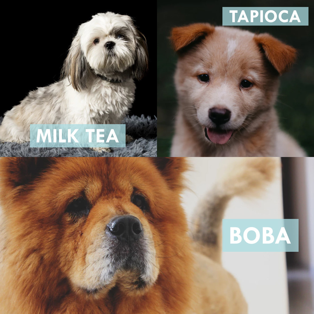 Three dogs shown with the names, &quot;Milk Tea,&quot; &quot;Tapioca,&quot; and &quot;Boba&quot;